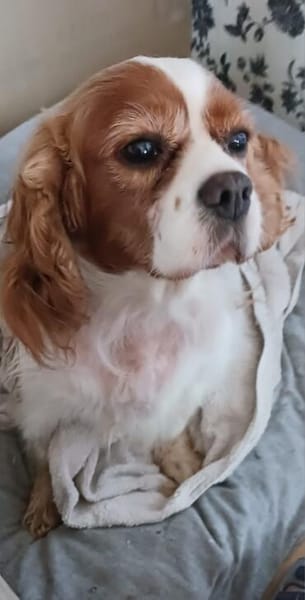 Maszi, schüchterne Cavalier King Charles Hündin