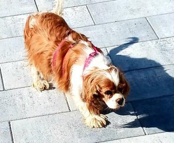 Maszi, schüchterne Cavalier King Charles Hündin
