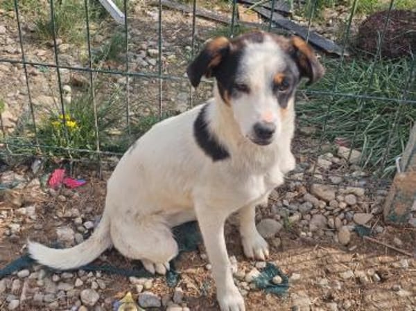 Tricolor Welpenmädel Ella sucht ihre Familie