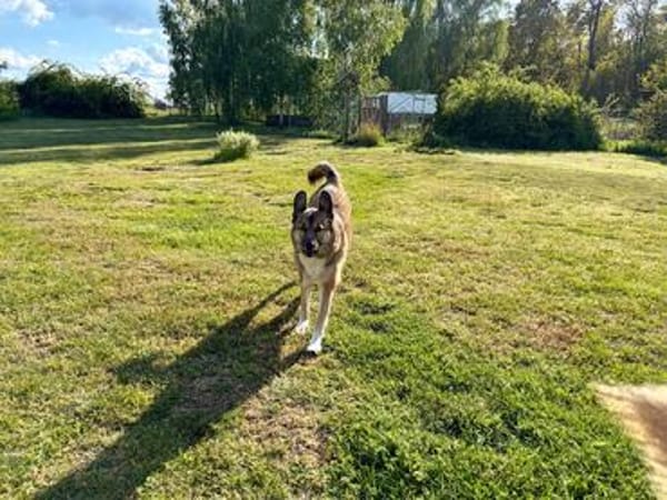 Rosy- Königin sucht Hofstaat