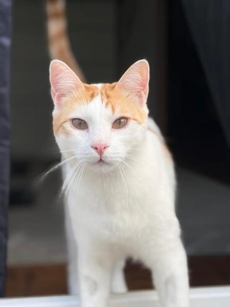 Tolles Katerpaar Boris und Barney