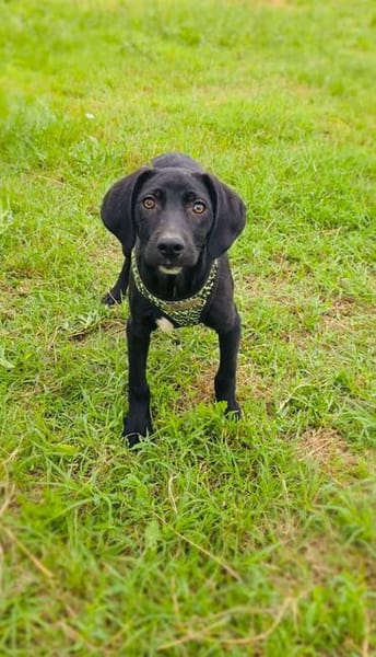 Super lieber Labrador Mix