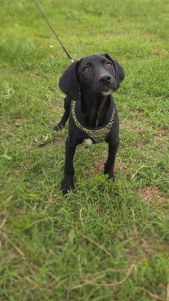 Super lieber Labrador Mix
