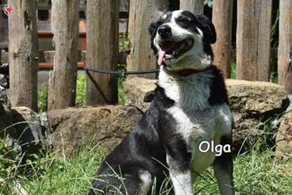 OLGA