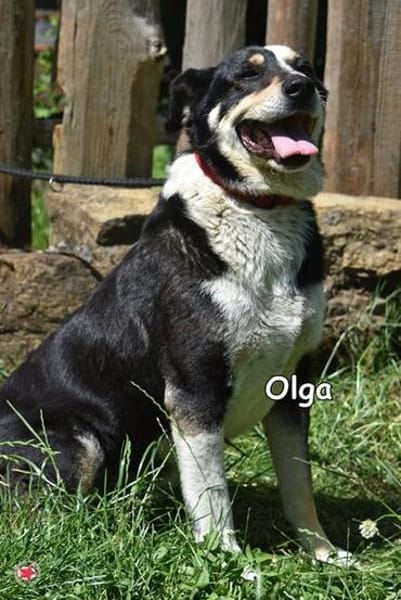 OLGA