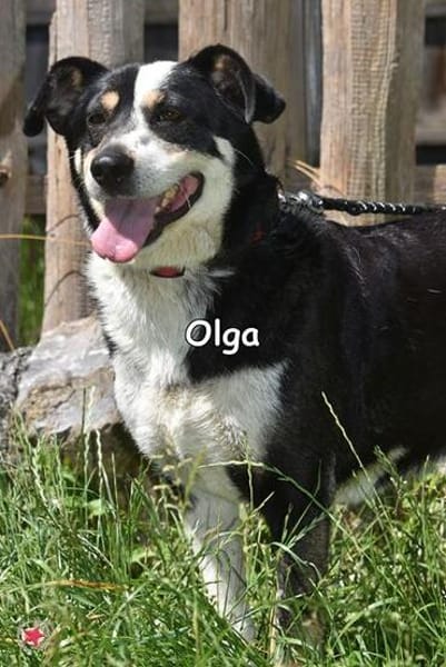 OLGA
