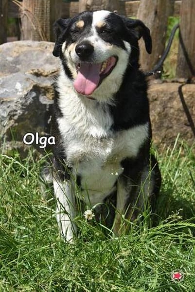 OLGA
