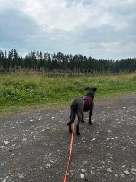 YANA ° ruhige Traumhündin sucht neues zu Hause