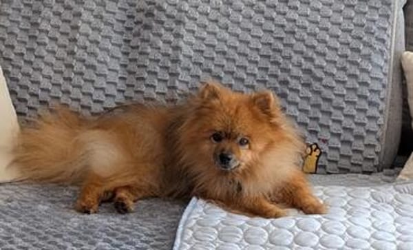 Fluffy, süßer Kleinspitz Rüde geb. 01/2019