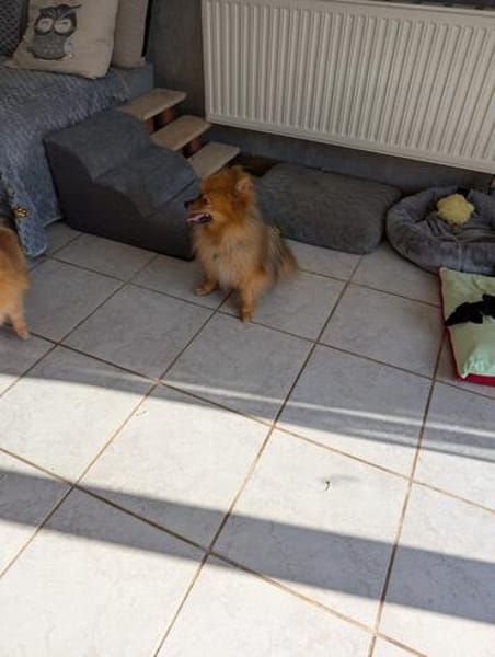 Fluffy, süßer Kleinspitz Rüde geb. 01/2019