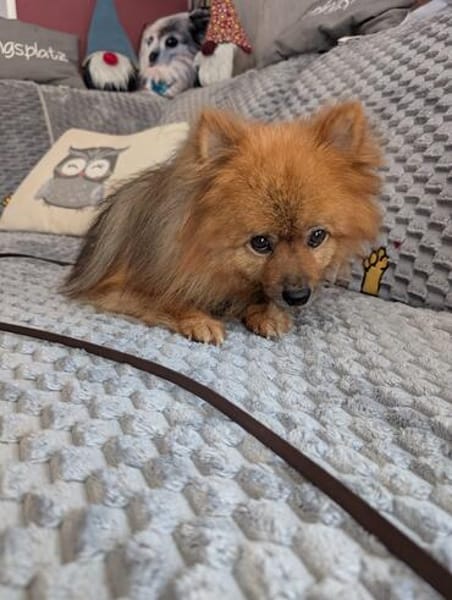 Fluffy, süßer Kleinspitz Rüde geb. 01/2019