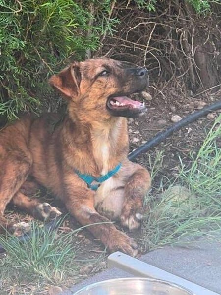 aufgeweckter Welpenjunge Tiago auf PS 80686