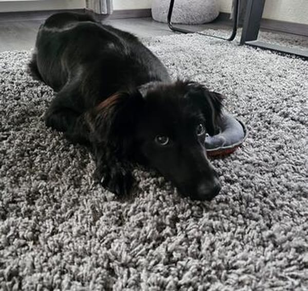 🐾 Paloma❤ sucht ihr Für-immer-Zuhause 🐾