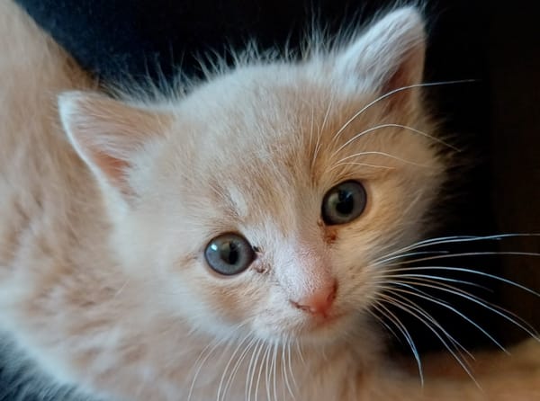 kai