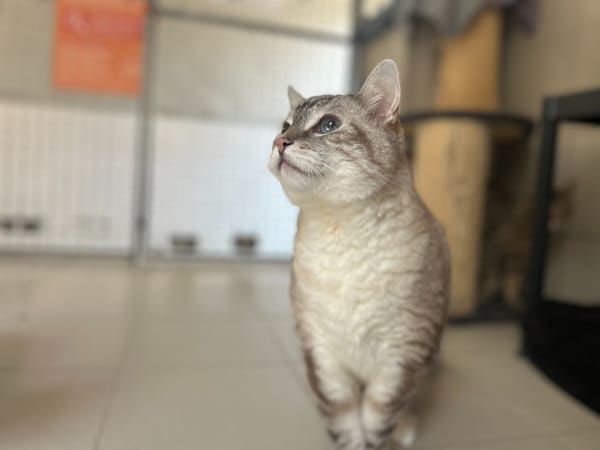 MIAOUCHA