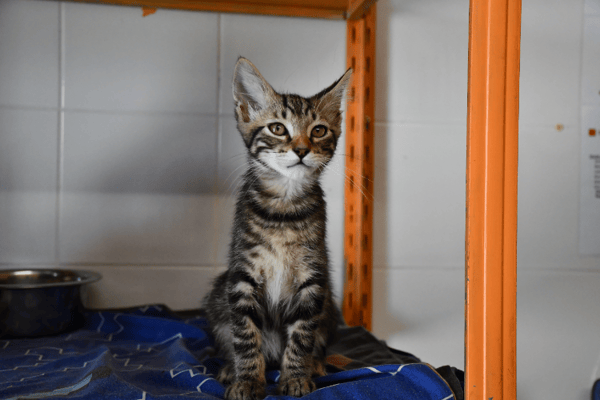 Rousquille(en cours d adoption)