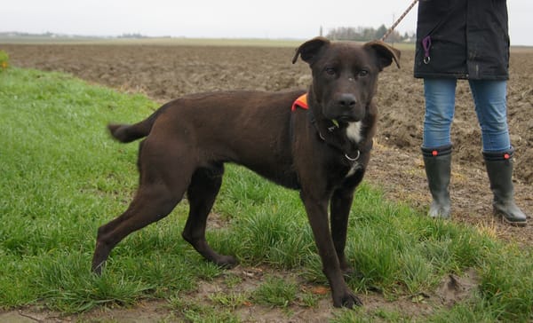 RINGO (Réservé)