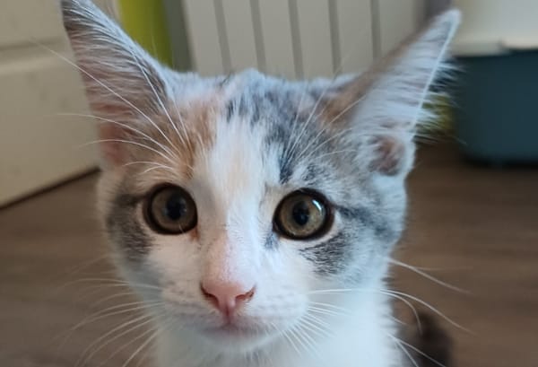 MIA