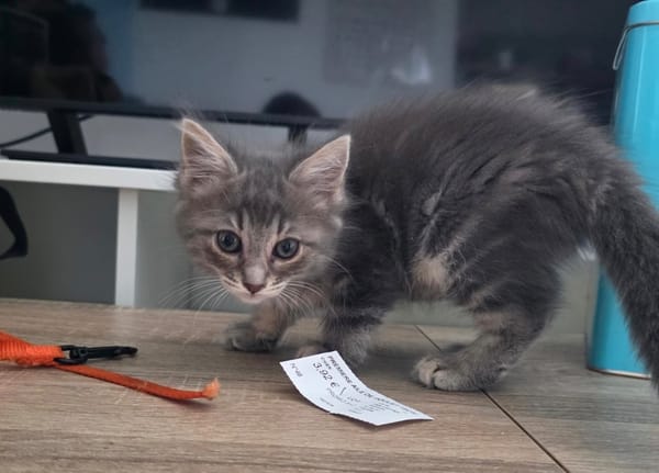 Bulma (en cours d'adoption)