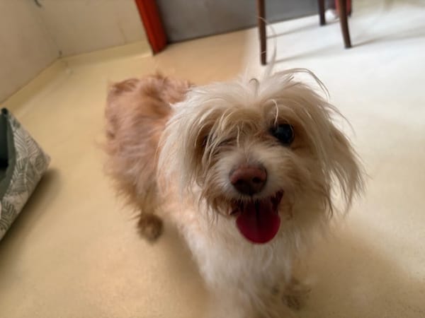 OLLIE PAA24289