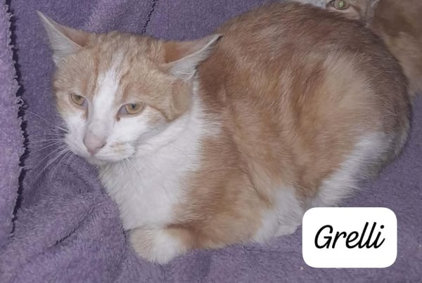 GRELLI