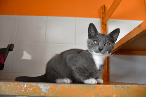 Bijoux (en cours d'adoption)