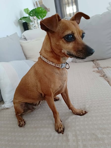 Roxy la coquine