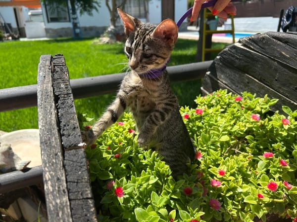 CLEO