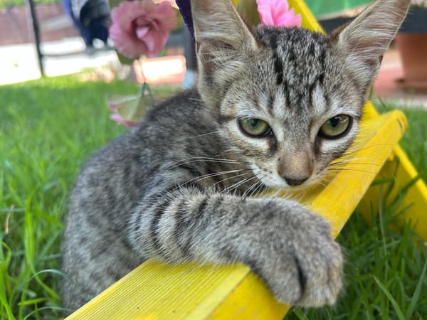 TITI