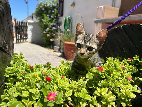 TITI