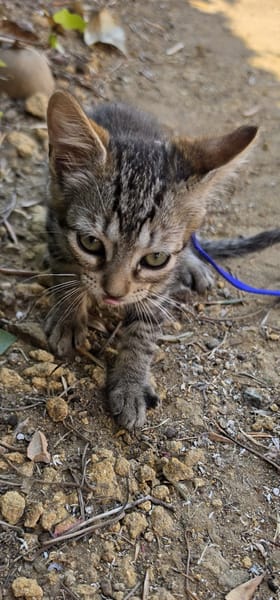 TITI