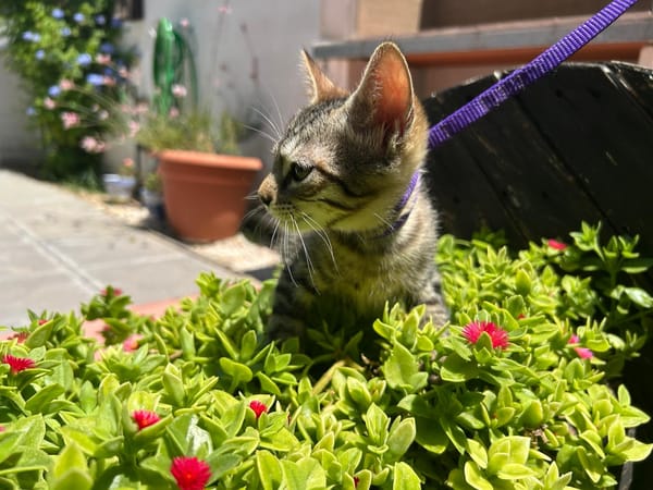 TITI