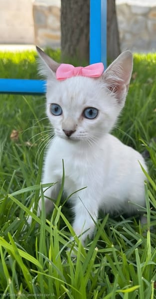 ARYY