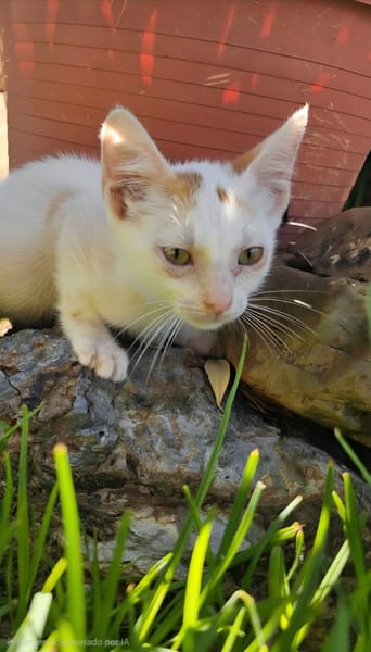 FITO