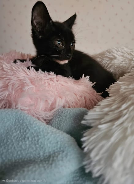 BUBA
