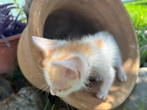 NICO