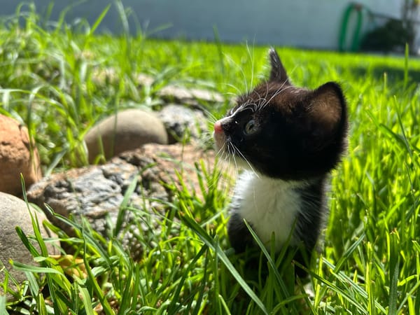 FELIZ