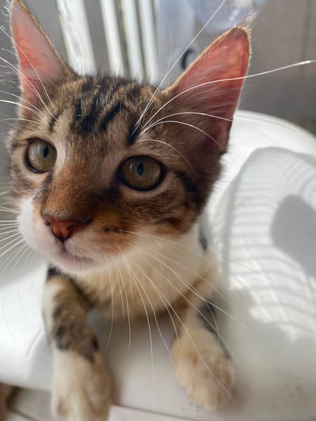 BARNABÉ, chaton type européen mâle
