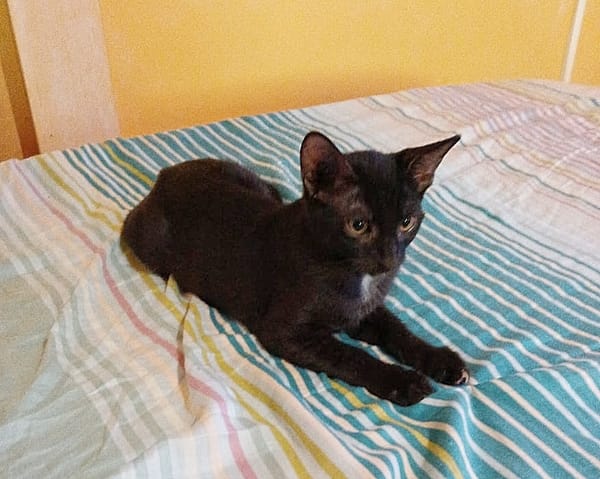 BLACKY, chaton mâle européen