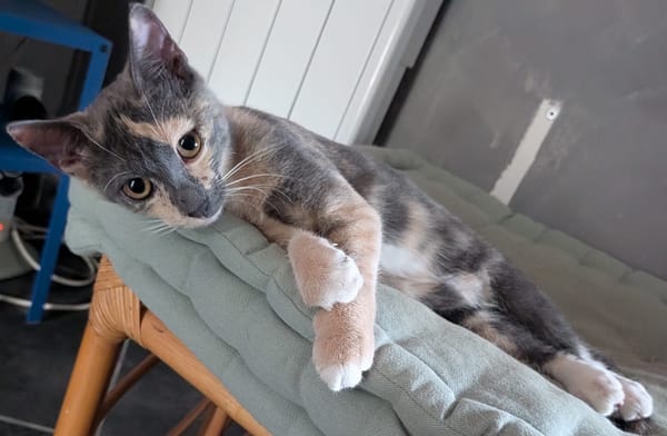 BABETH Chaton femelle type européen