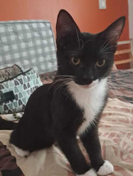BAGHERRA, chaton femelle type européen