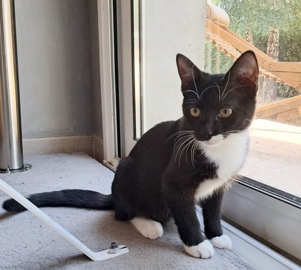 BAGHERRA, chaton femelle type européen