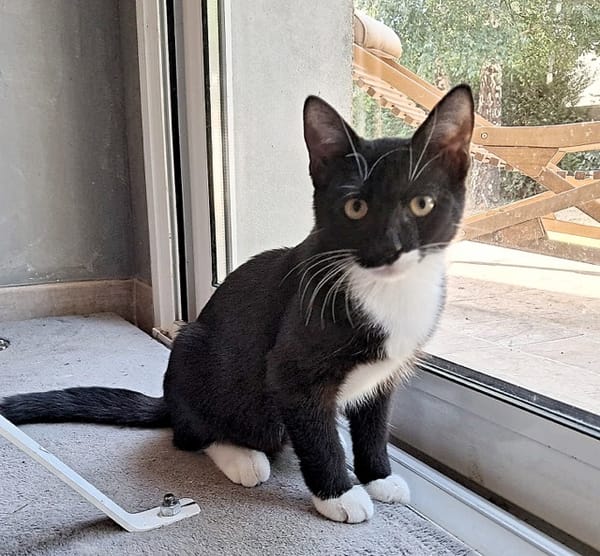 BAGHERRA, chaton femelle type européen
