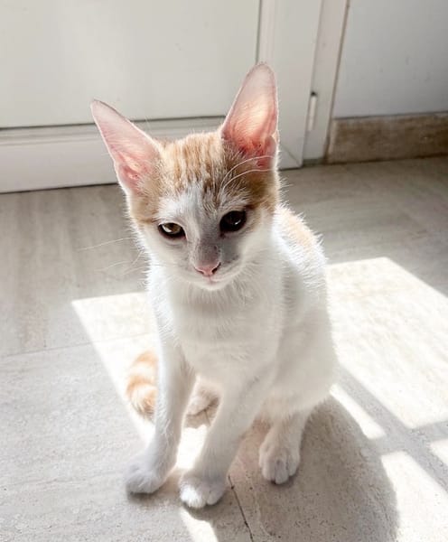 MIEL, chaton créole mâle