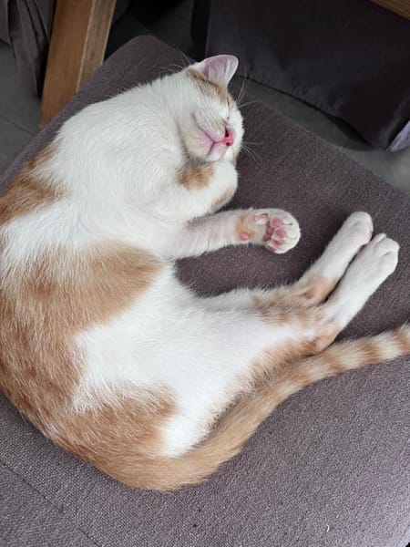 LEVI, chaton créole mâle