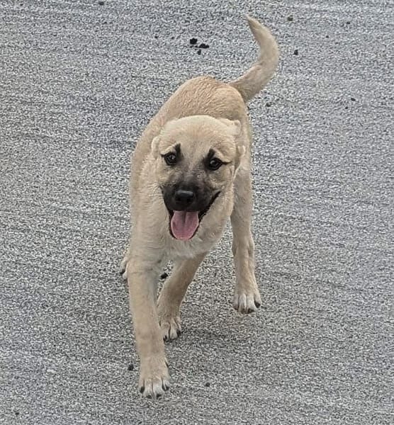 MOKA, chiot mâle Berger Créole