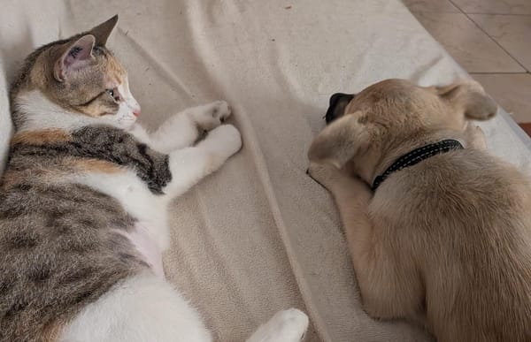 MOKA, chiot mâle Berger Créole