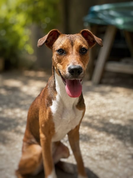 TASHA, Femelle junior Berger Créole