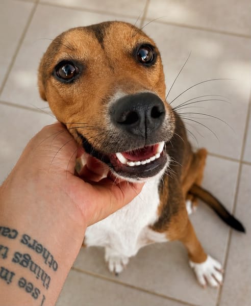 TASHA, Femelle junior Berger Créole