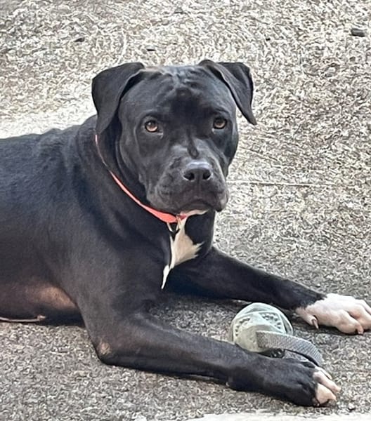 XENA, femelle croisée créole junior